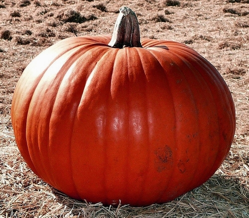 Big Pumpkin edit.JPG