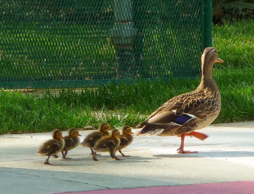 Quack parade April 2010.JPG
