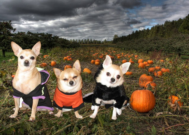 pumpkinpatchchihuahuas.jpg