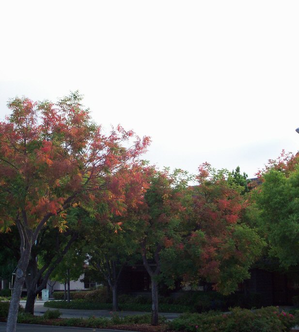 Fall Color Los Altos 1 8-21-2008.jpg