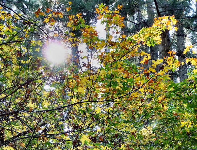 Autumn Glory 11-6-2010 edit.JPG