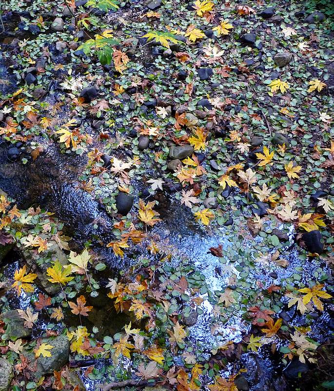 Forest Brook 11-6-2010 edit.JPG