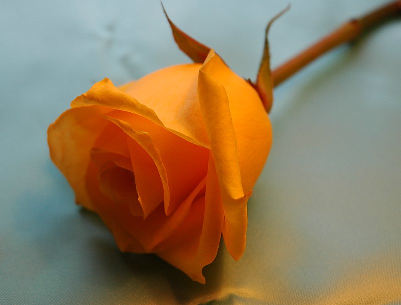 orange_rose.jpg