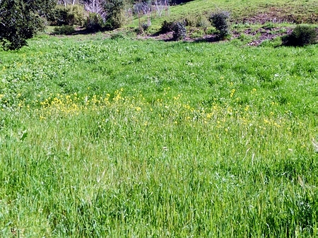 wild flowers 3-7-09.JPG