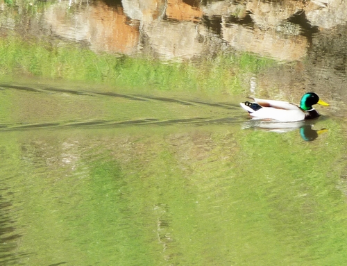 Mallard fillmore resized.JPG