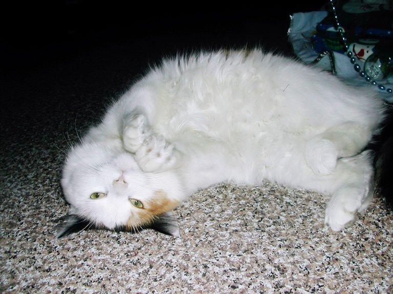 mitzy.jpg