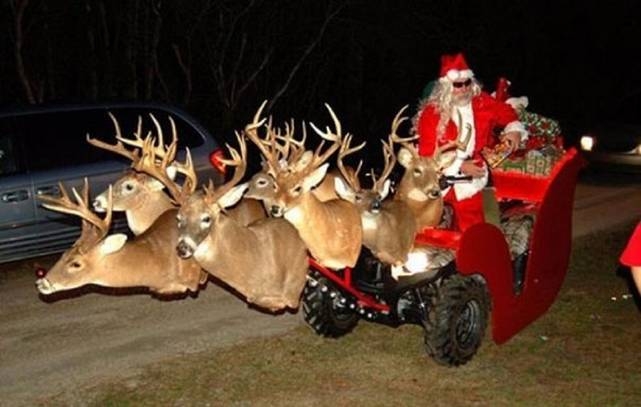 Red-nosed reindeer.JPG